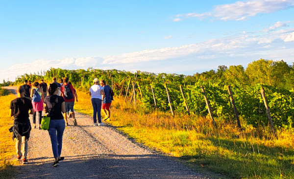 Vigolo Marchese, successo per il trekking del vino e l’anteprima di “Calici di Stelle”